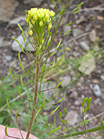 Flowers and fruits