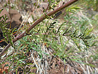 Stem and compound leaf