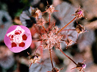 Open and withered flowers