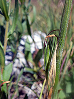 Hairy stem