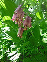 Dicentra formosa