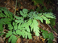 Foliage