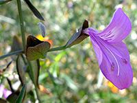 Flower and bracts