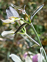 Arizona Foldwing