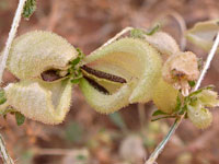 Dicoria canescens