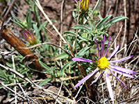 Fall false tansy aster