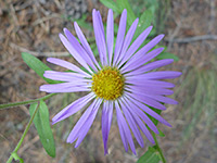 Purple flower