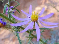 Stalk and flowerhead