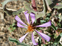 Hoary tansy aster