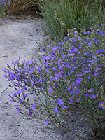 Purple-blue flowers