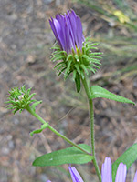 Hoary Tansy Aster