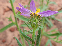 Hoary tansy aster