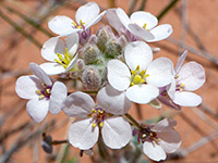 Round, white petals