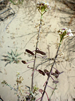 Two flowering stems