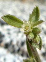 Ditaxis lanceolata