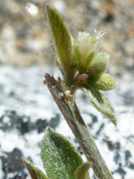 Hairy stem and leaves