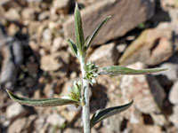 Leaf node flowers