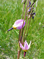 Slender stems