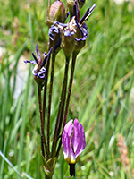 Withered flowers