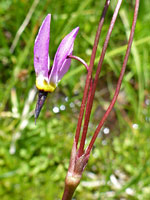 Pendent flower