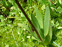 Basal leaves