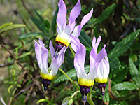 Dodecatheon clevelandii