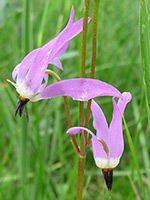 Dodecatheon pulchellum