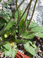 Hairy basal leaves