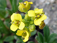 Draba aurea