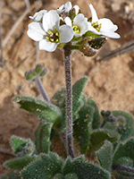 Flowers and stem