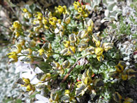 Draba oligosperma