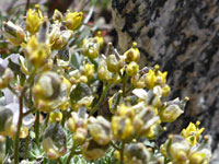 Withered flowers