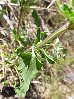 Mid-stem leaves