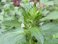 Inflorescence