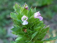 Pale pink flowers