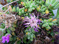 Flowers and leaves