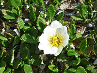 White Mountain Avens