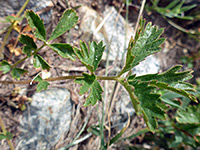 Cream Cinquefoil