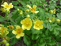 Group of flowers