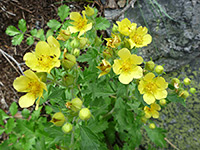 Flowers and buds