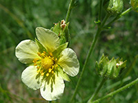 Flower and stalk