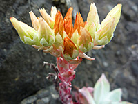 Dudleya farinosa