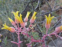 Dudleya saxosa