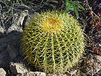 Golden barrel cactus