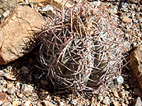 Echinocactus horizonthalonius var nicholii