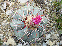 Pink flower, eagle claws