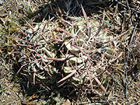 Two horse crippler cacti