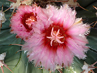 Flowers of echinocactus texensis, Boyce Thompson Arboretum