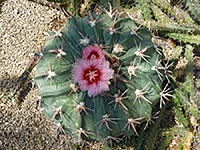 New Mexico cacti