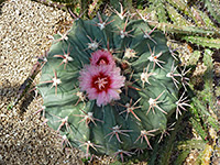 Echinocactus texensis